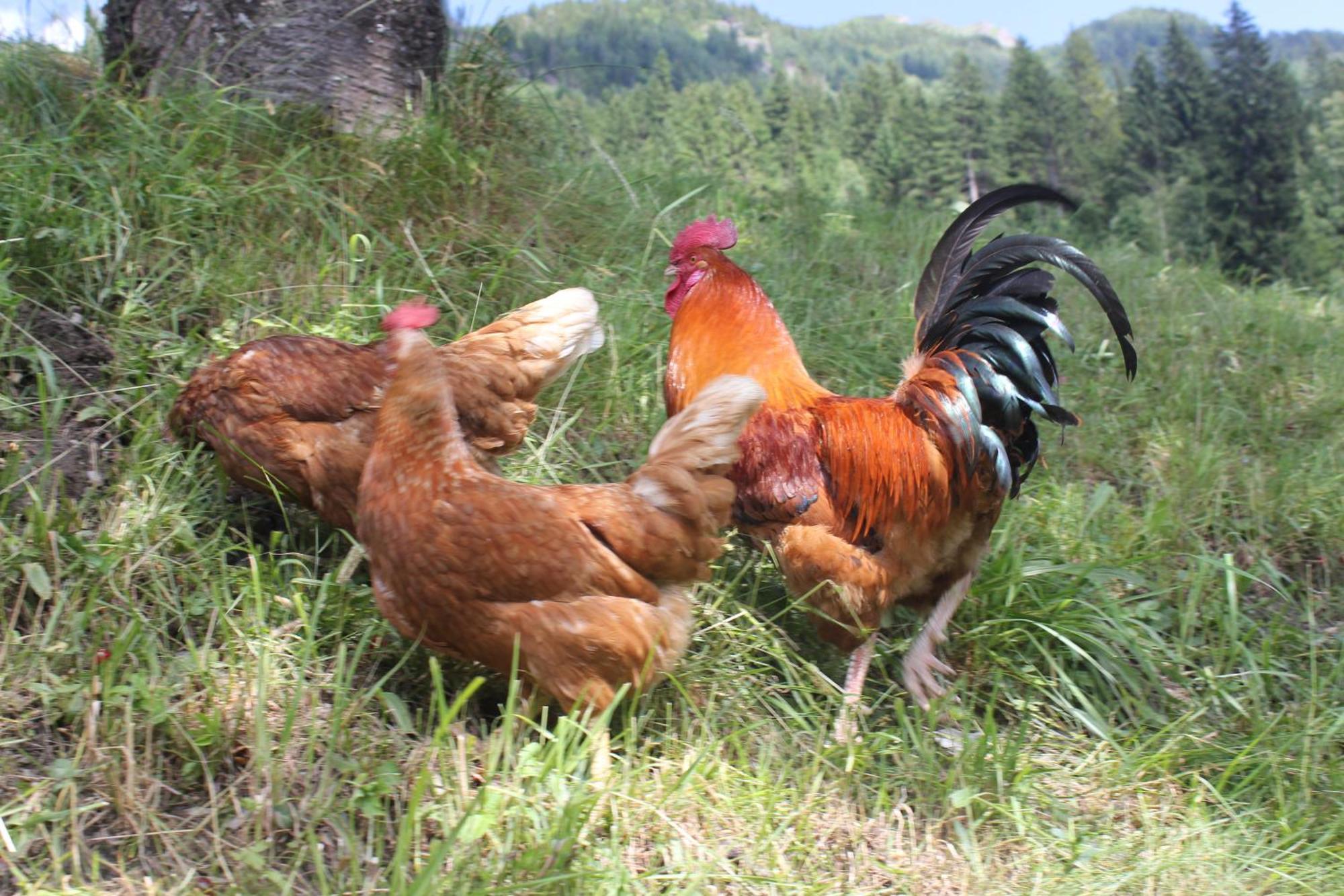 Bauernhof Grussberggut Farm stay *