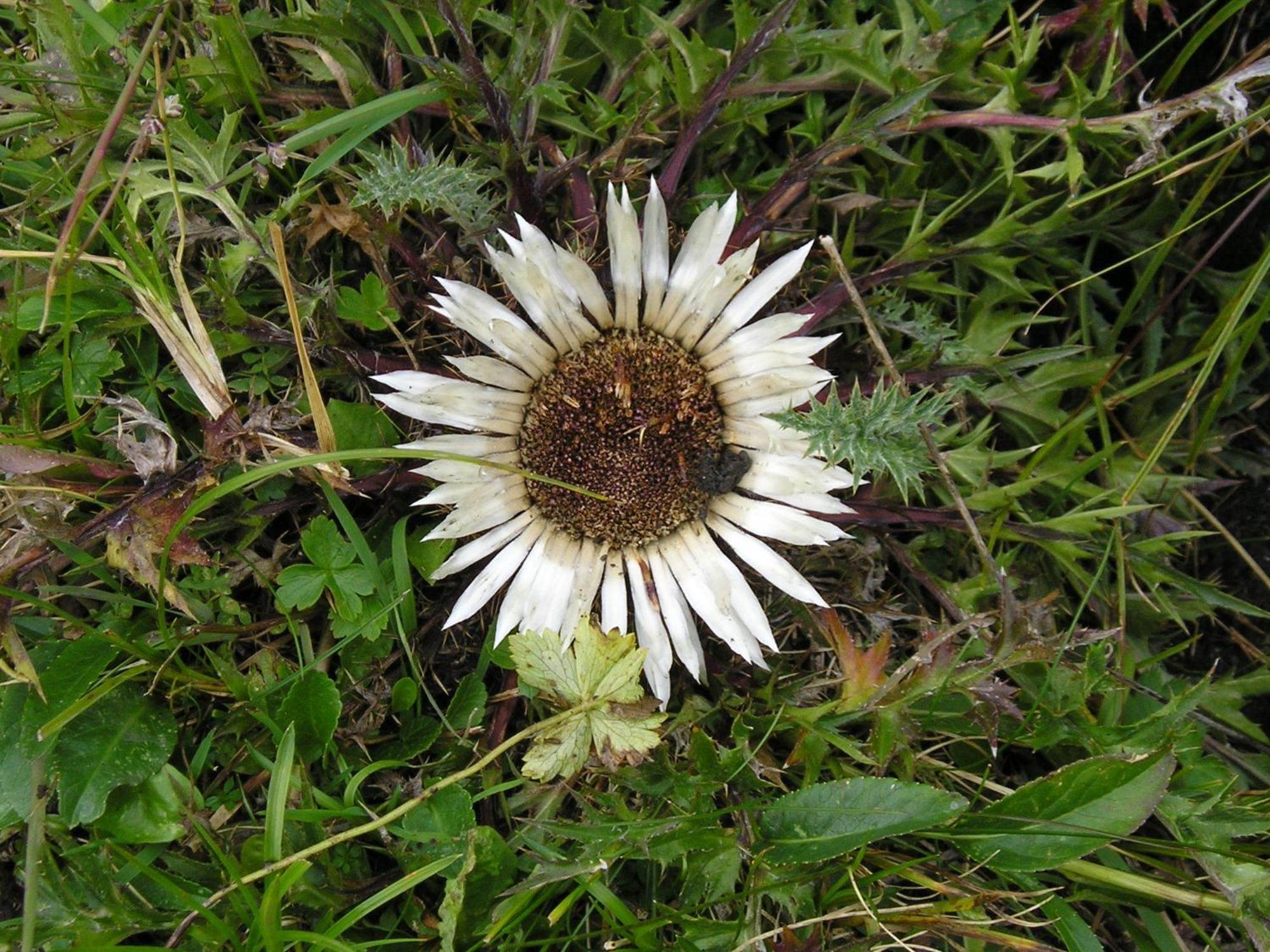Bauernhof Grussberggut *
