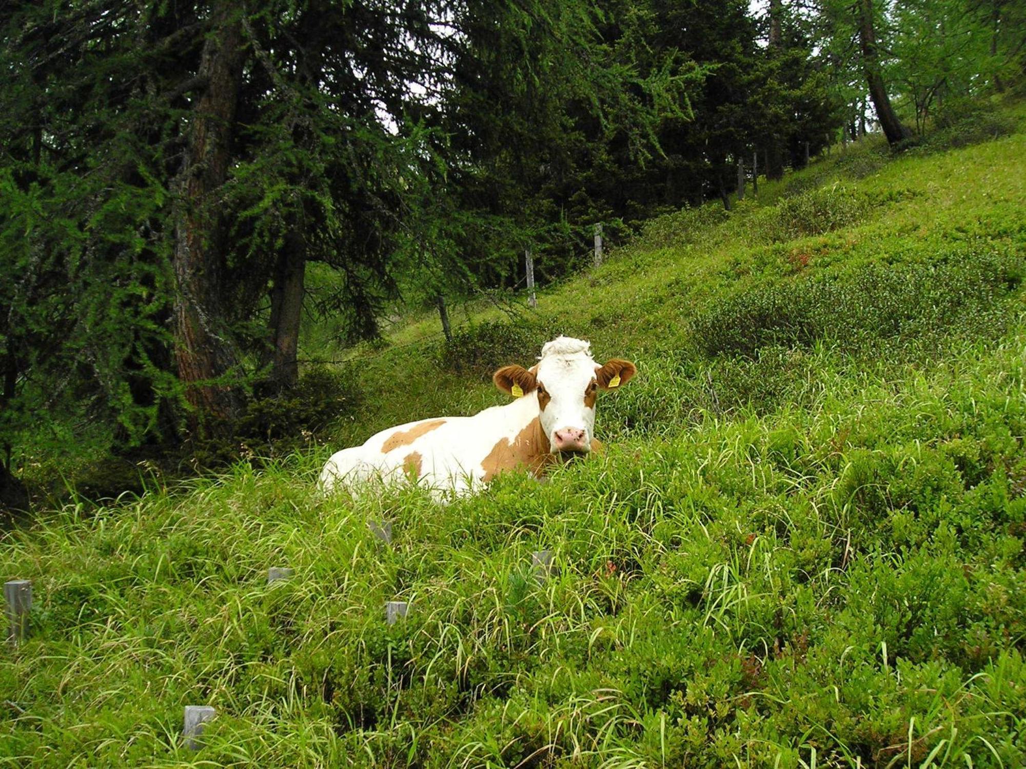 Bauernhof Grussberggut *